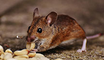 24 Hour & Emergency Exterminators in Palestine, WV